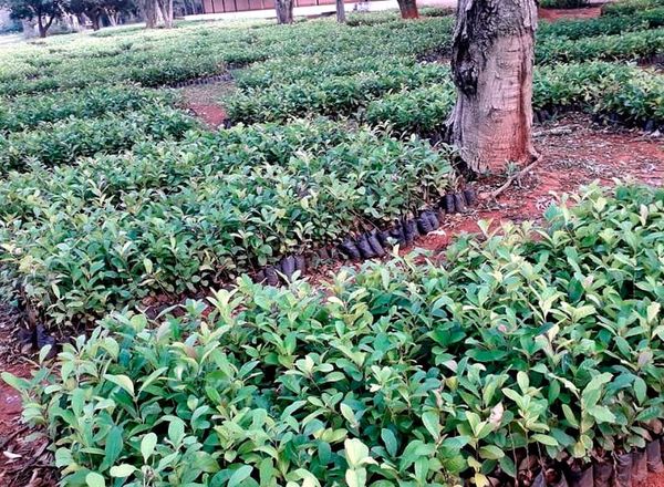 Contrabando de yerba canchada, una amenaza - Economía - ABC Color