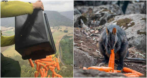 Australia lanzó desde helicópteros comida a animales afectados por incendios » Ñanduti