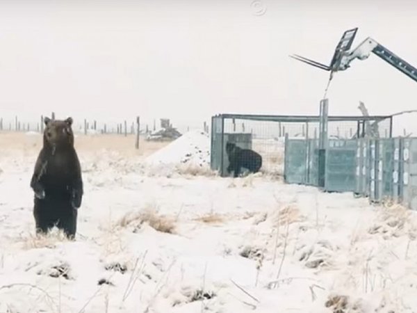 La emotiva liberación de 10 osos pardos que estaban enjaulados