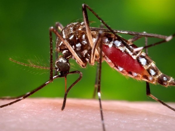 Dengue: cobertura garantizada en el sector privado