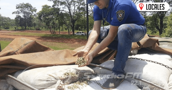 El contrabando de yerba mate afecta ingresos económicos de los productores de Itapúa