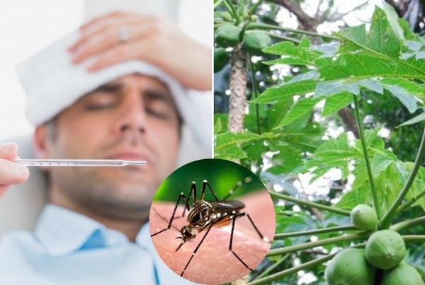Receta para enfermo de dengue, a base de hojas de mamón