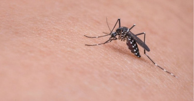 Ni cuerdos ni ka’úcho se salvan del dengue he’i