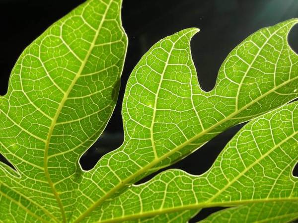 Recomiendan el uso de la hoja de mamón para la lucha contra el dengue » Ñanduti