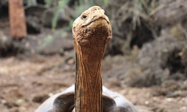 La hazaña de Diego, una tortuga que salvó su especie en Ecuador