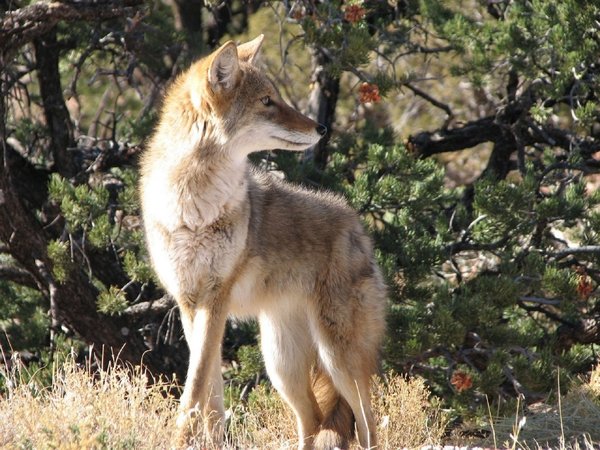 Coyotes que parecen perros emigran a Sudamérica