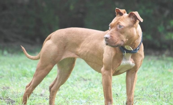 HOY / ¿Prohibido tener perros de más de 15 kg? Tenencia de  canes agresivos bajo lupa