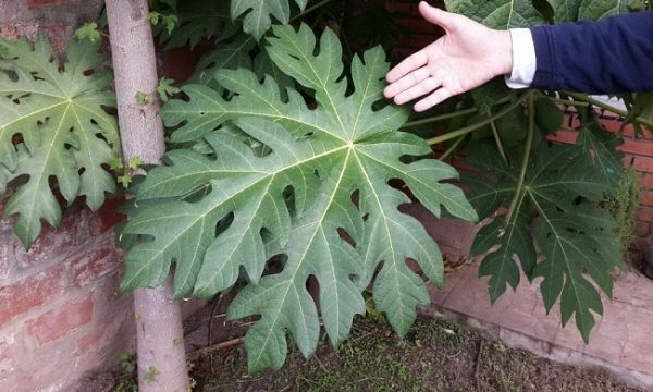 Botánica aconseja uso de hojas de mamón para combatir el dengue