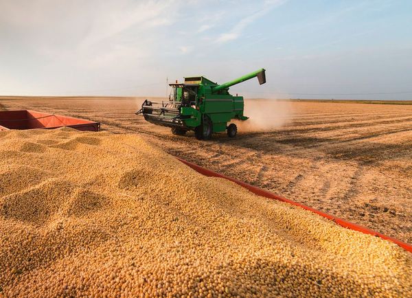Ingresaron US$ 630 millones menos por los envíos de soja