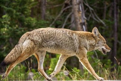 Ataques de coyotes preocupan en Chicago, una ciudad acostumbrada a verlos - Mascotas - ABC Color