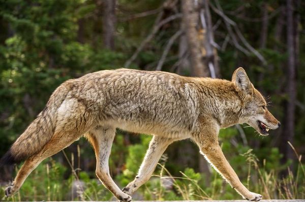 Ataques de coyotes preocupan en Chicago, una ciudad acostumbrada a verlos - Mascotas - ABC Color