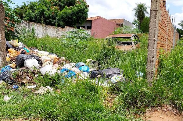 Insecticidas y repelentes no son suficientes sin la eliminación de criaderos   - Nacionales - ABC Color