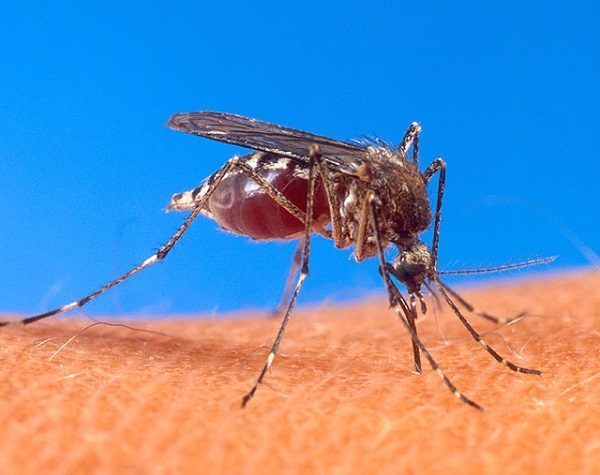 Sanatorios privados prometen atención ante avance del dengue
