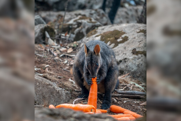 Lluvia de zanahorias y papas para animales en Australia