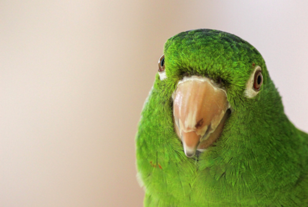 Así unos defensores de animales reconstruyeron el pico de un lorito