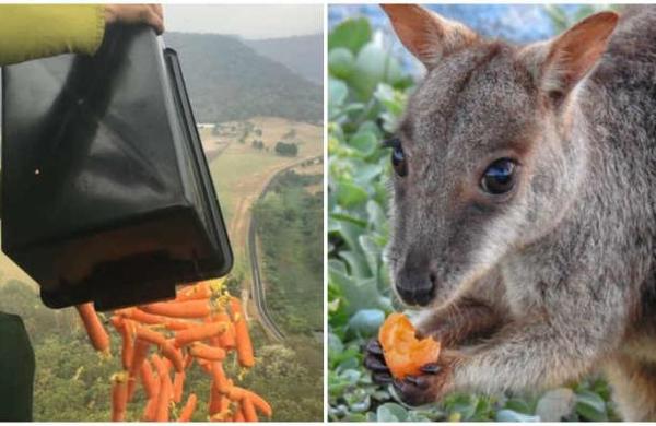 Lanzan comida desde helicópteros para alimentar a animales en Australia - SNT