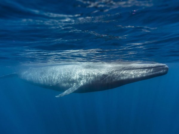 Corazón de la ballena azul puede latir solo dos veces en un minuto