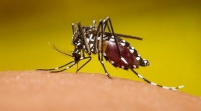 Salud advierte sobre 9 mitos del dengue