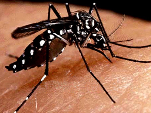 MSP no declarará aún emergencia sanitaria por dengue