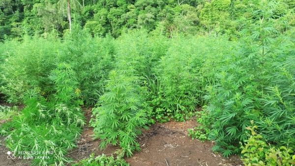 Destruyeron cultivos de marihuana en Portera Ortíz y San Luis