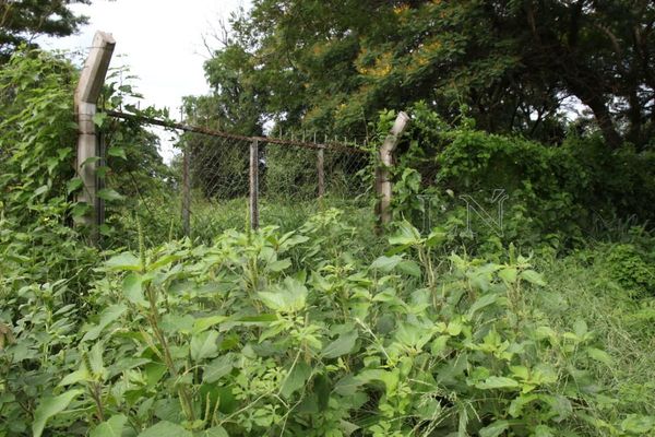 Dengue: vecinos de Luque tiene 5 días para limpiar sus baldíos y evitar multas