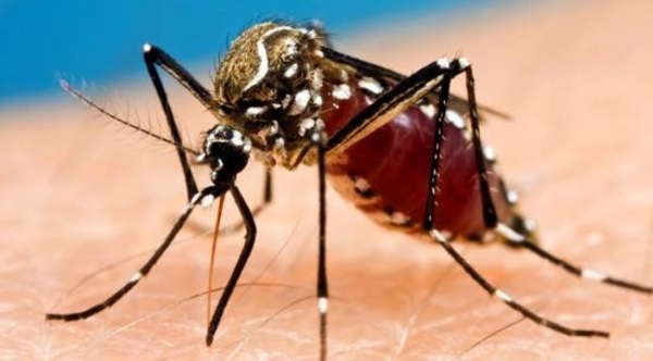 HOY / Lejos del foco principal del dengue, Concepción también es azotada por la plaga