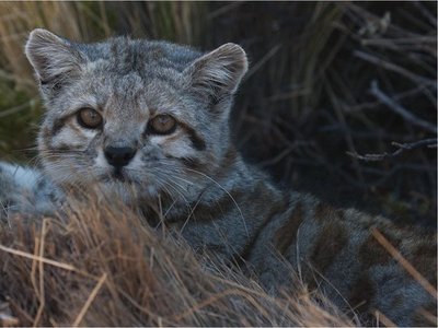 Reapareció el gato andino, uno de los felinos en peligro de extinción