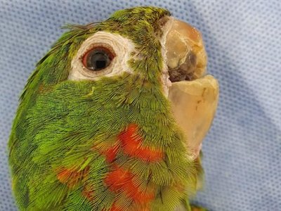 Reconstruyen el pico de un lorito víctima de maltrato