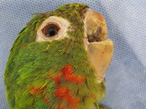 Reconstruyen el pico de un lorito víctima de maltrato