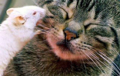 Los gatos tienen un parásito que reduce el miedo y la ansiedad en ratones  - Mascotas - ABC Color