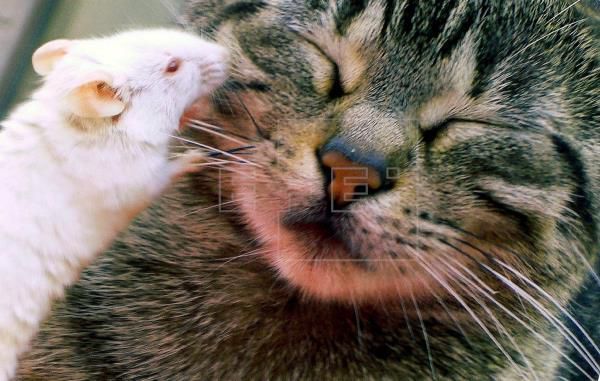 Los gatos tienen un parásito que reduce el miedo y la ansiedad en ratones - Mascotas - ABC Color
