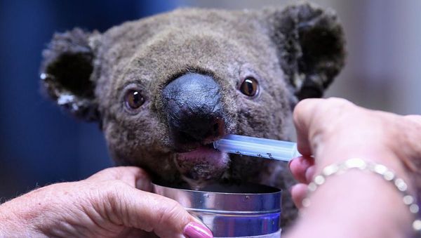 Australia: Improvisado hospital para salvar koalas de incendios