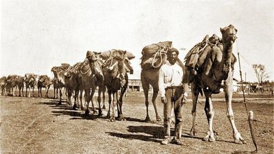 Sacrificaron más de 5.000 camellos
