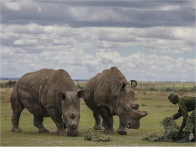Científicos crean otro embrión viable de rinoceronte blanco
