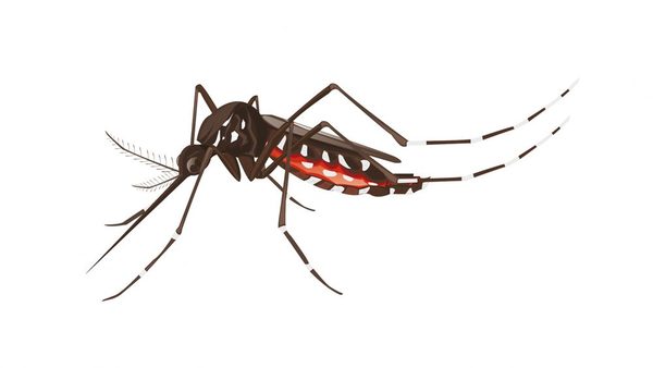 Gobierno no declara emergencia y el dengue avanza