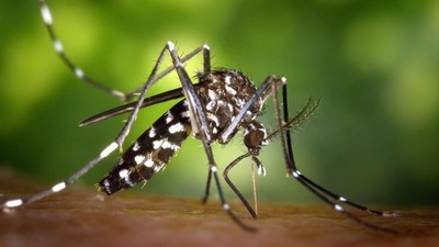 Mosquito del aedes aegypti podría ser resistente a producto usado por Senepa, señalan » Ñanduti