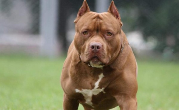 Niño de 4 años es atacado por Pitbull