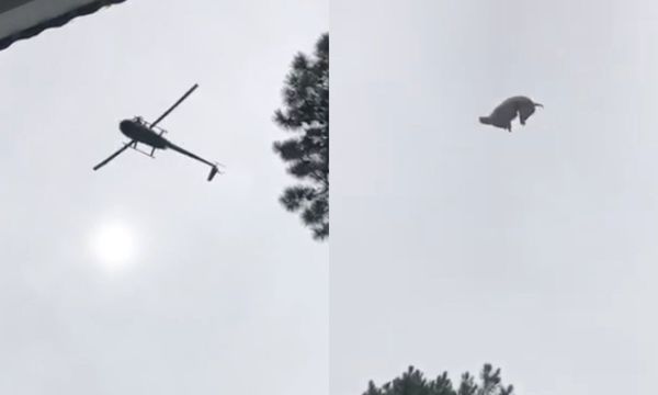 Insólito: empresario argentino lanza un cerdo desde un helicóptero (video)