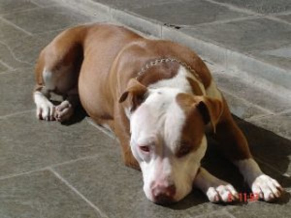 Nena de 4 años fue atacada por un pitbull