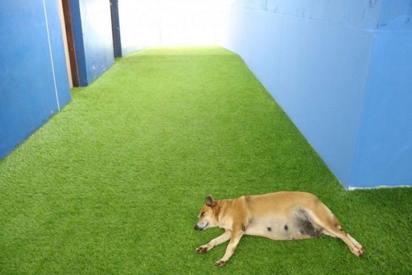 Tesapara tranquila y con una gran sorpresa para la perrada
