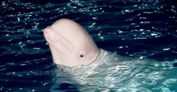 Se le cayó el celular al mar y una beluga lo rescató y se lo devolvió