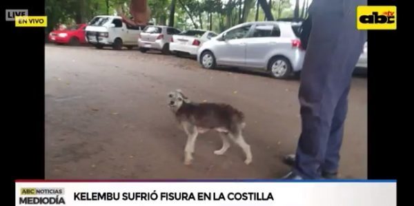 "Rompecuello", la perrita que le dio un escarmiento a Kelembú