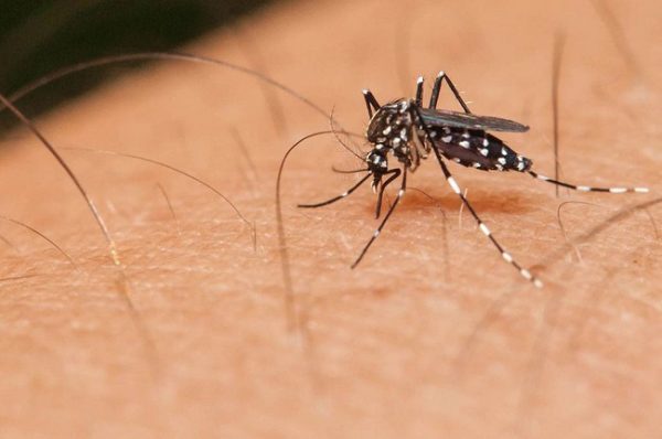 Salud investiga otra muerte por dengue