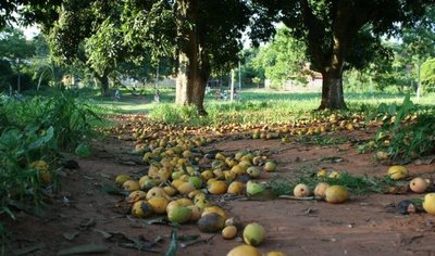 Buscan donantes de mangos para llevar a niños nativos del Chaco