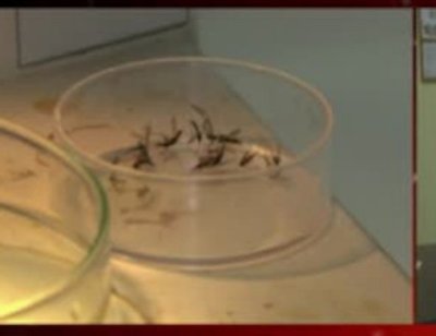 Otra posible víctima fatal del dengue | Noticias Paraguay