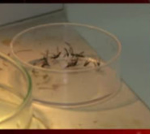 Presunta nueva muerte por dengue - Paraguay.com