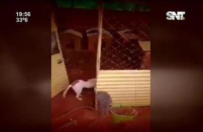 Denuncian a ''falsos animaleros'' - SNT