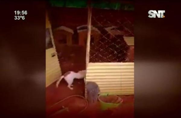 Denuncian a ''falsos animaleros'' - SNT