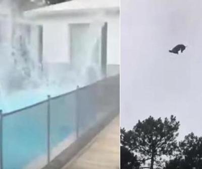Indignante. Lanzaron un cerdo a una piscina desde un helicóptero