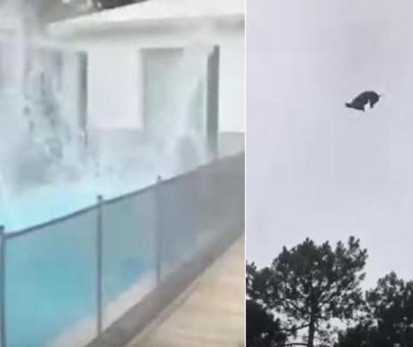 Indignante. Lanzaron un cerdo a una piscina desde un helicóptero